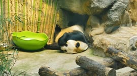 China: Giant Pandas Rest in An Air-conditioned Room at Beijing Zoo