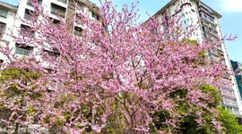 China: Bauhinia in Full Bloom in Qiandongnan