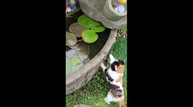 Calico cat tries to catch fish from garden pond