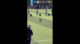Stray dog gatecrashes fashion show in China