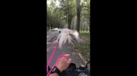 Motorcycle rider cruises with parrot on handlebars