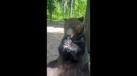 Grizzly bear drinks from glass bottle in Russia