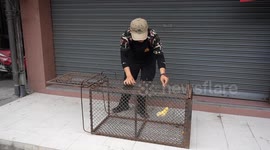 Wildlife officers round up macaques taking over Lopburi, Thailand