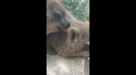 Cheeky rock hyrax caught licking friend's ear at zoo in Japan