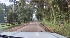 Kangaroo hops in front of police car in Texas, United States
