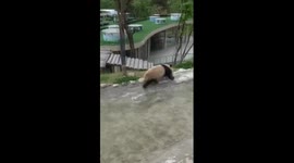 Giant panda frolics in water to stay cool