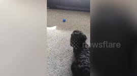 Cockapoo has leg amputated after savage XL bully attack