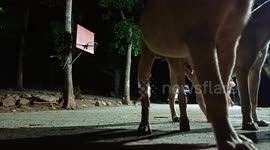 Stray dog steals phone recording video