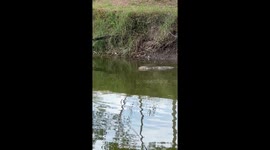 Monitor lizard cruises through pond in Thailand