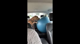 Jinx's car ride chaos: a dog's playtime