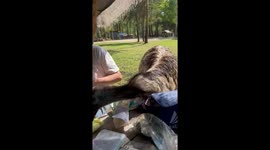Picnic peril: big bird takes over