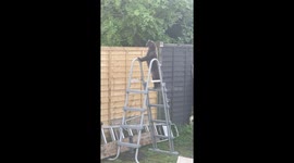 Cat stands on ladder peeking over fence in Didcot