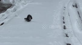 USA: Dusky Grouse Sighting Amidst Colorado's Snowy Terrain