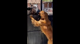 Love at first sight? Cow and dog passionately kiss, lick each other