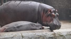 Such a heartwarming moment between a mother and baby hippo as they take a sweet nap at Delhi Zoo