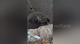 Brave volunteers save injured cow from well in India