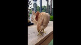 Chicken puffs up his chest like a prize fighter