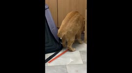 Contortionist cat climbs into tiny cardboard box