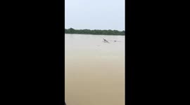 Egrets disappointed when fishing net returns empty