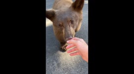 Boy STROKES bear cub in incredible wildlife encounter in Texas
