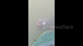 Fish with huge eyes is a sight to see