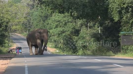 brave elephant try to find the food in easy way on the road sri lanka