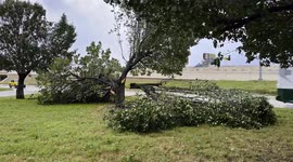 Heavy Winds Tear Massive Branches Off A Large Tree Near I-35E In Denton, Texas With Strong Residual Winds (4K)