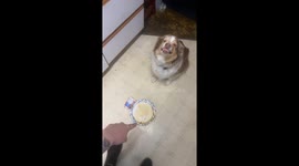 Misbehaving Dog Grins Through Scolding