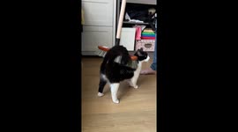 Owner Uses Broom to Brush Cat