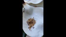 Magnolia blossoms opened up and a bee was rolling around the stamens collecting pollen.
