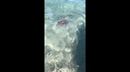 Close Encounter With Feisty Squid