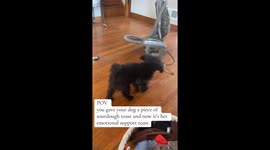 This dog has a bizarre emotional support toy... a piece of toast