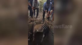 Rescuers save bull from well in central India