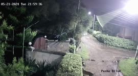 Lioness caught on camera dragging away family's 75kg Rottweiler