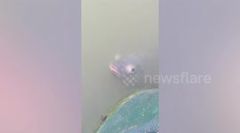 Mutant fish with bulging eyes emerges from toxic water in China