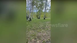 Jogger shouts at protective mother bear to scare her away