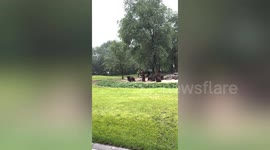Bears stand upright while asking for food from zoo visitors in Beijing