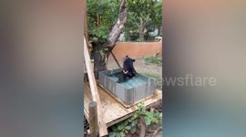 Sun bear relaxes in water amid hot weather in Taiwan