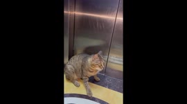 Resourceful stray cat takes elevator to 28th floor to seek help in China