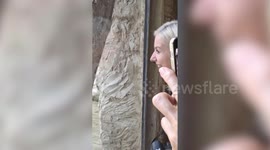 Baby orangutan playfully kisses zoo-goer through glass window