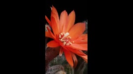 Time-lapse: magic moment of succulent flowers blooming