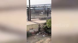 10-Foot crocodile captured after emerging from a canal in Uttar Pradesh