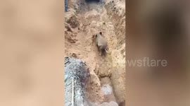 Heroic rescue: Baby elephant saved from 30-foot well in southern India