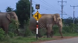Plucky pet dogs chases away two huge elephants