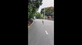 Escaped kangaroo hops along road in Thailand