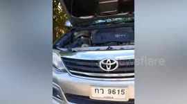 Large cobra extracted from woman's car engine