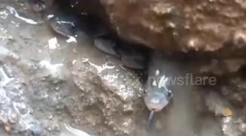 Dozens of snakes emerge in toilet in India