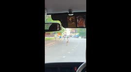 Escaped kangaroo hops along road sparking search operation in Thailand