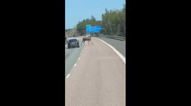 Moose crossing: actor's commentary