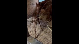 Family nurse foal on the brink of death back to health after it was born unable to feed